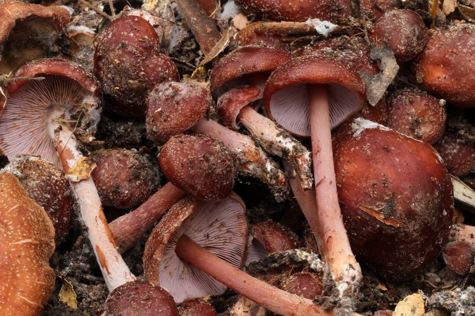 Phaeocollybia ratticauda image
