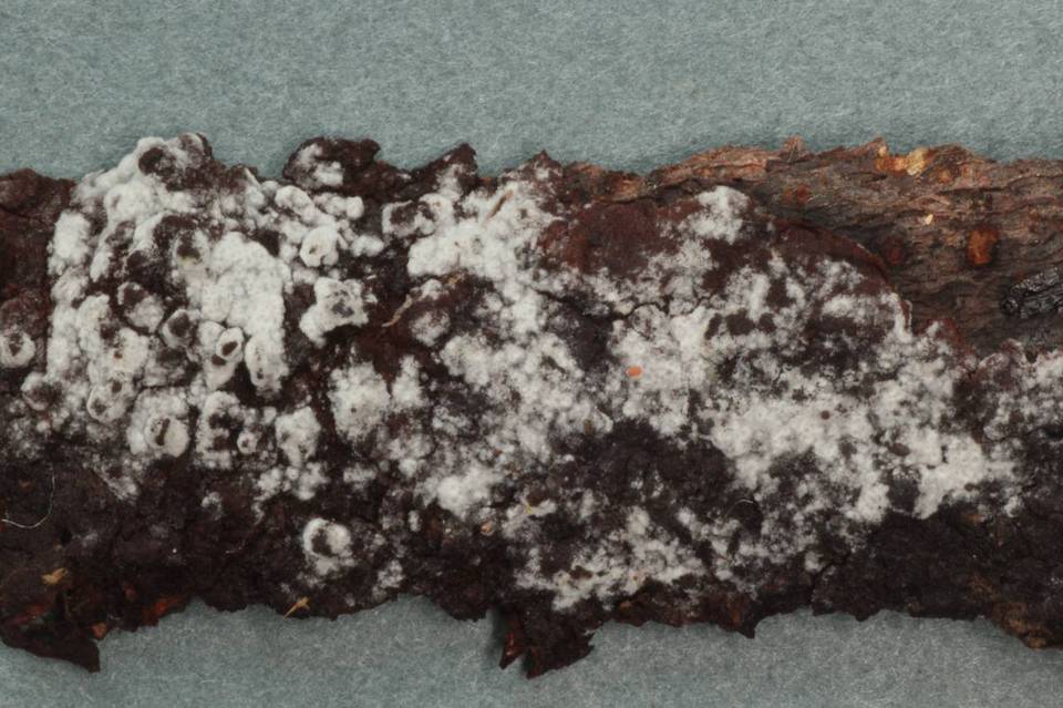 Ceriporia reticulata image