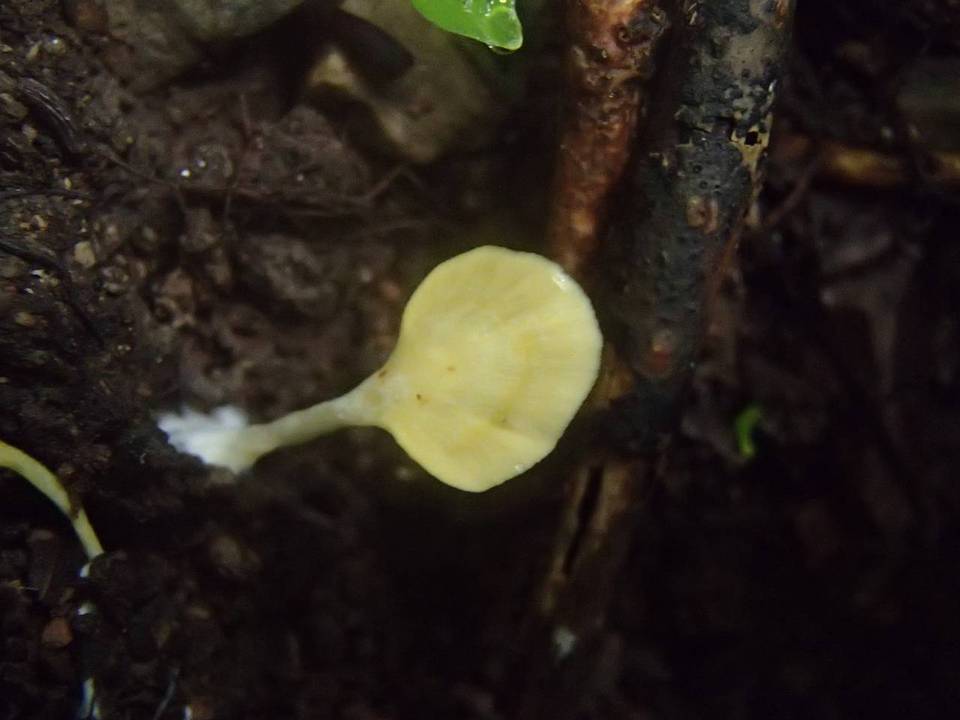Cotylidia aurantiaca image