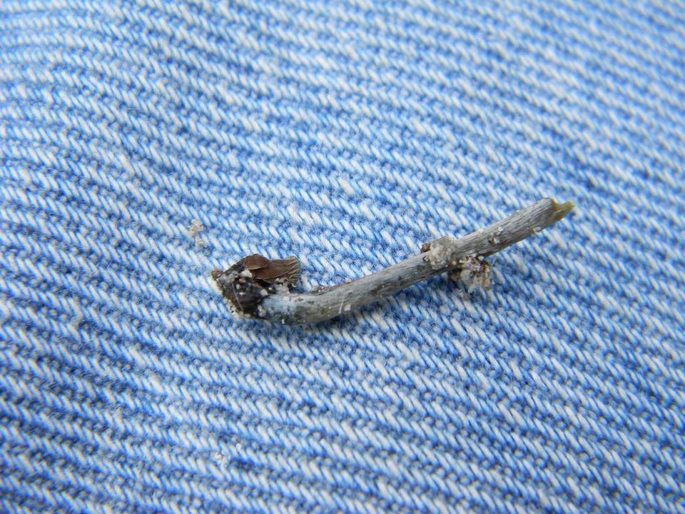 Psilocybe caeruleoannulata image