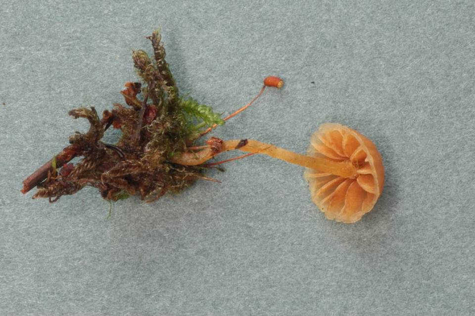 Galerina filiformis image