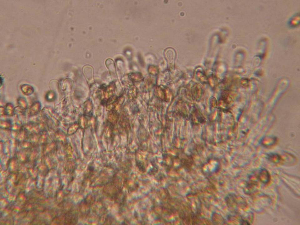 Galerina filiformis image