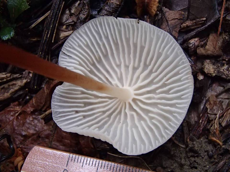 Collybia nivea image