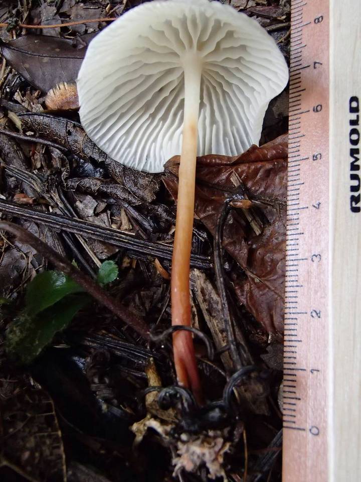 Collybia nivea image