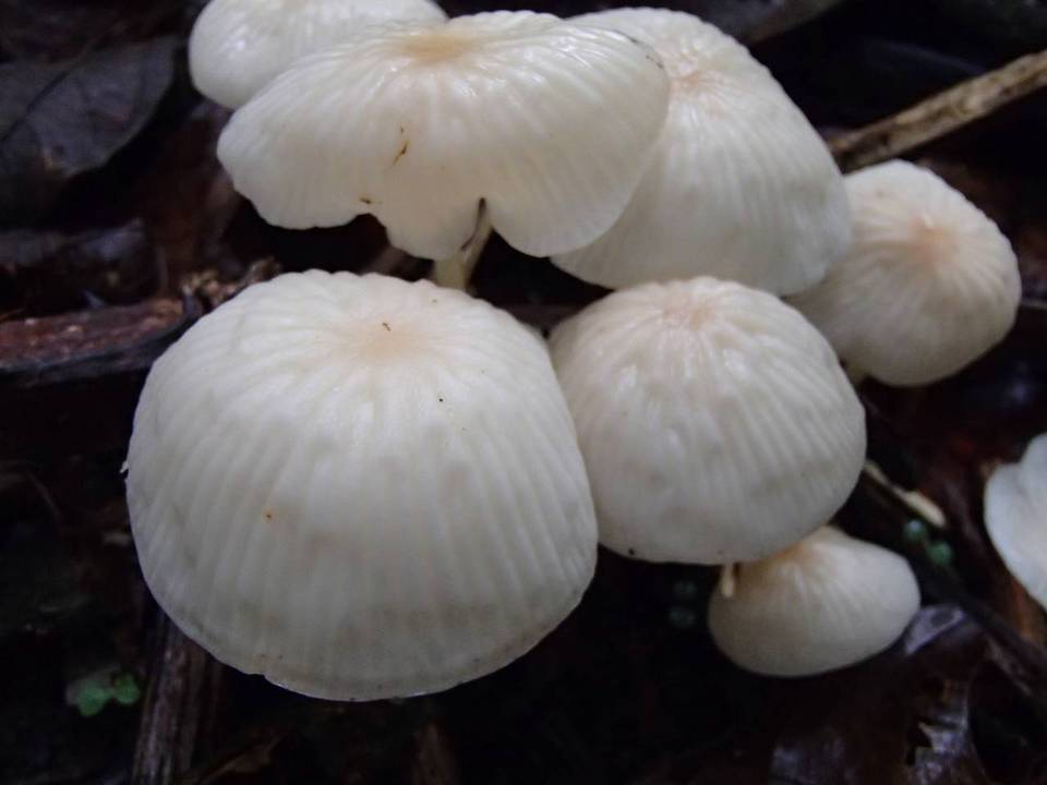 Collybia nivea image