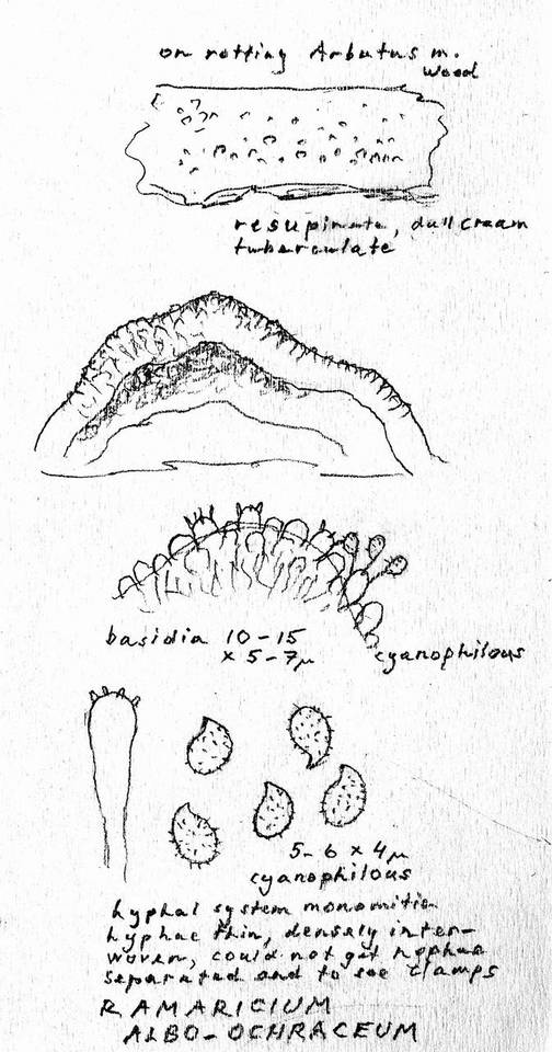 Ramaricium albo-ochraceum image