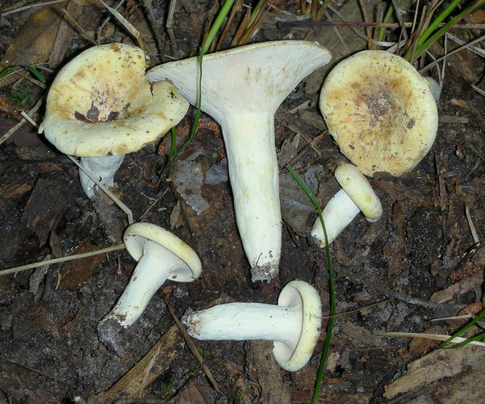 Lactarius caeruleitinctus image