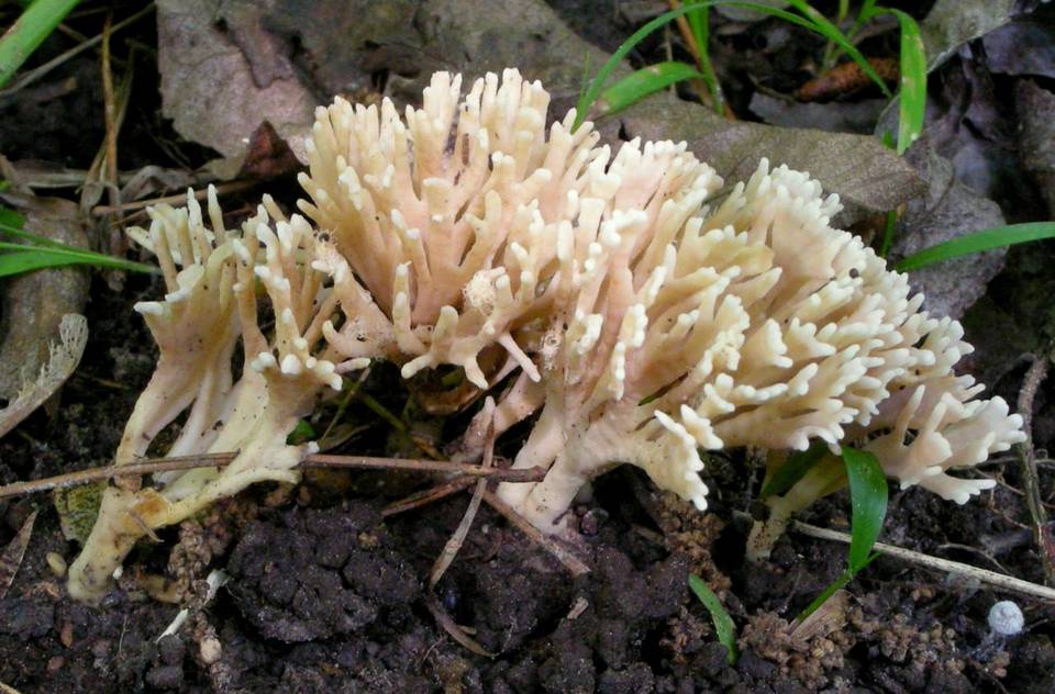 Tremellodendropsis semivestitum image