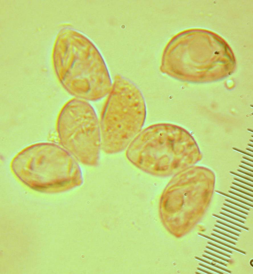 Oudemansiella incognita image