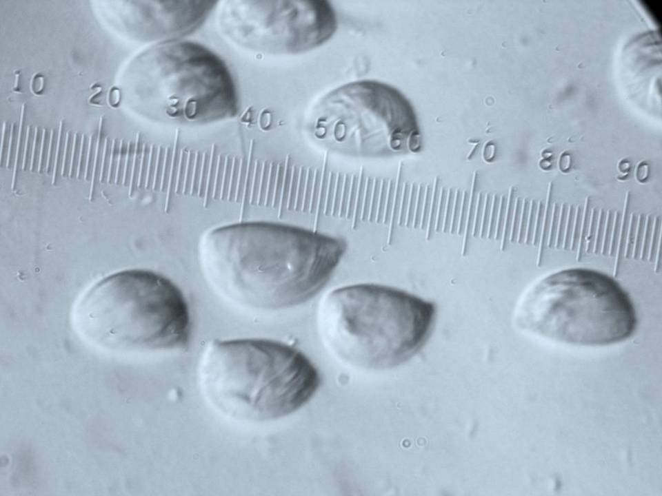 Oudemansiella incognita image