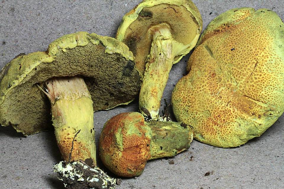 Pulveroboletus brunneoscabrosus image