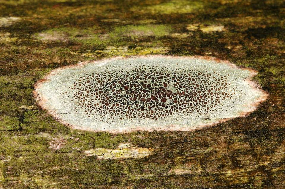 Lecanora subrugosa image