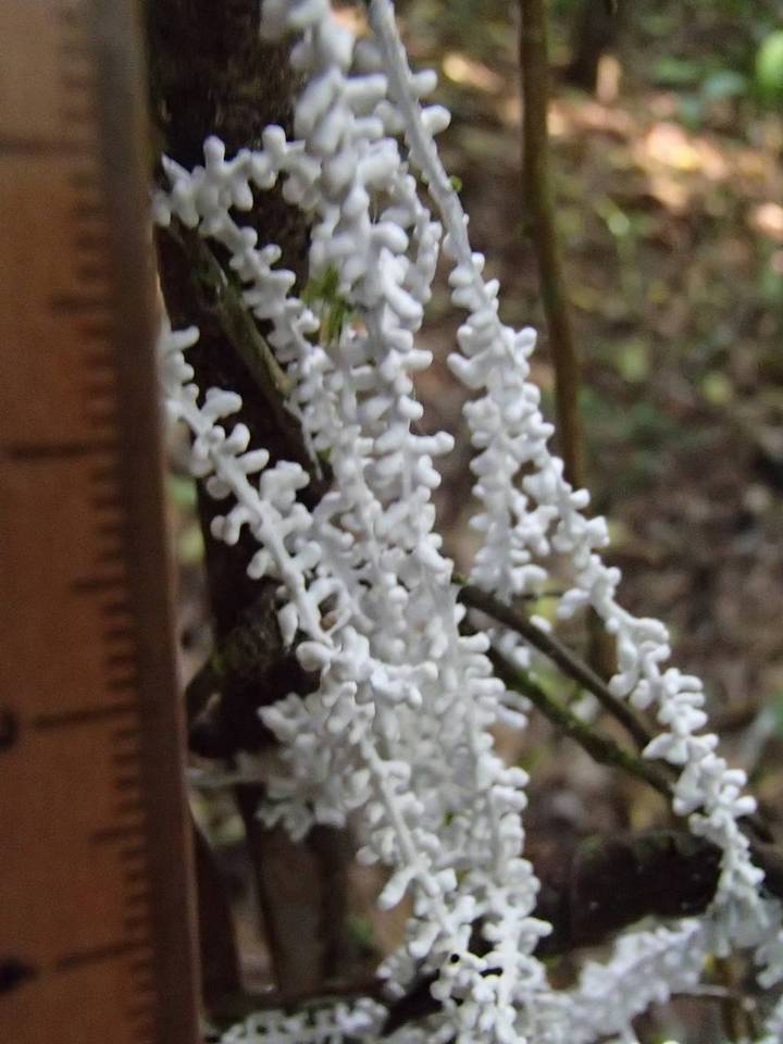 Brunneocorticium corynecarpon image