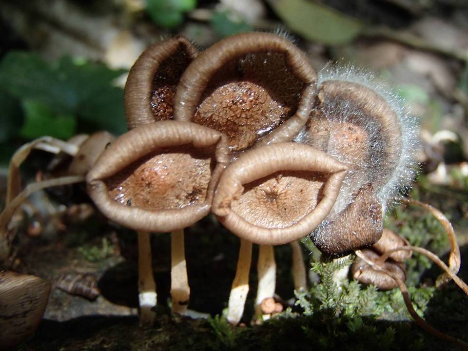 Coprinopsis mexicana image