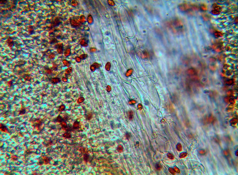 Gymnopilus speciosissimus image