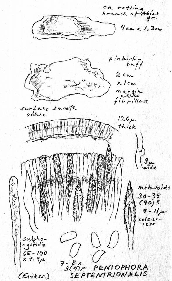 Peniophora septentrionalis image