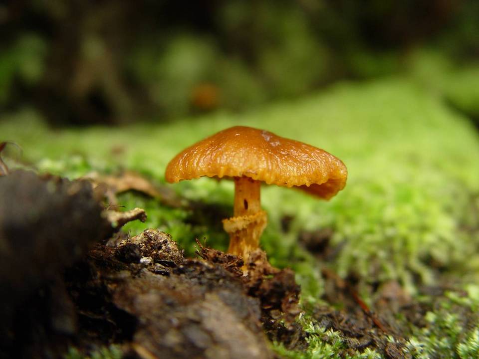Descolea maculata image