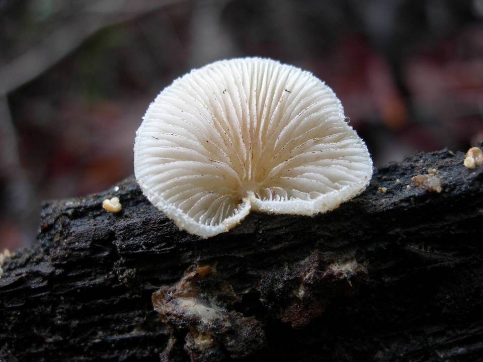 Crepidotus fimbriatus image