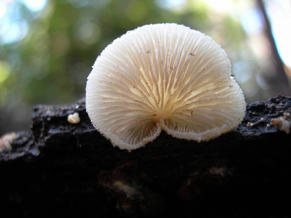 Crepidotus fimbriatus image
