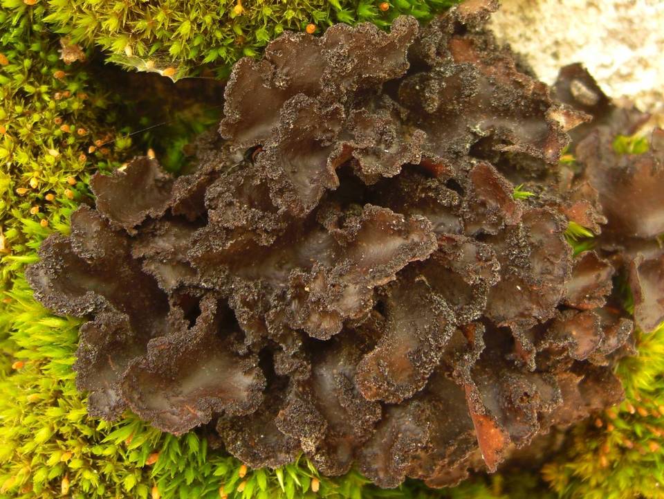 Sticta weigelii image
