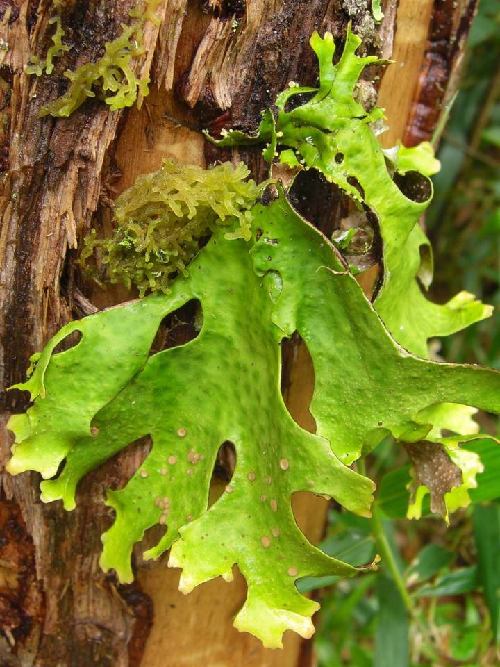Sticta ainoae image