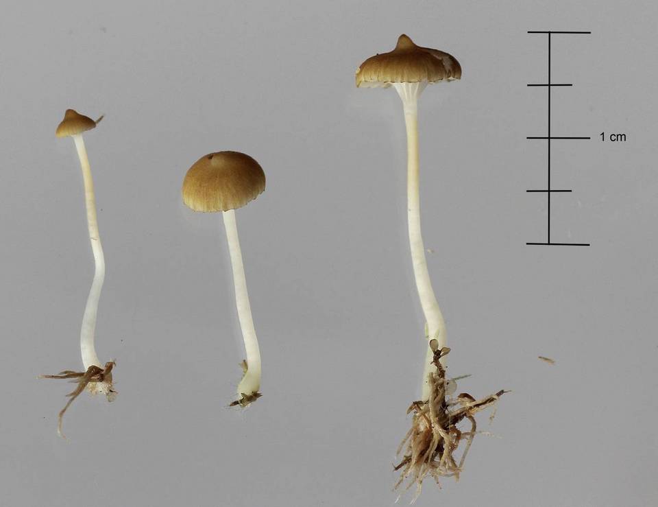 Sphagnomphalia brevibasidiata image