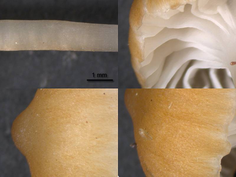 Sphagnomphalia image