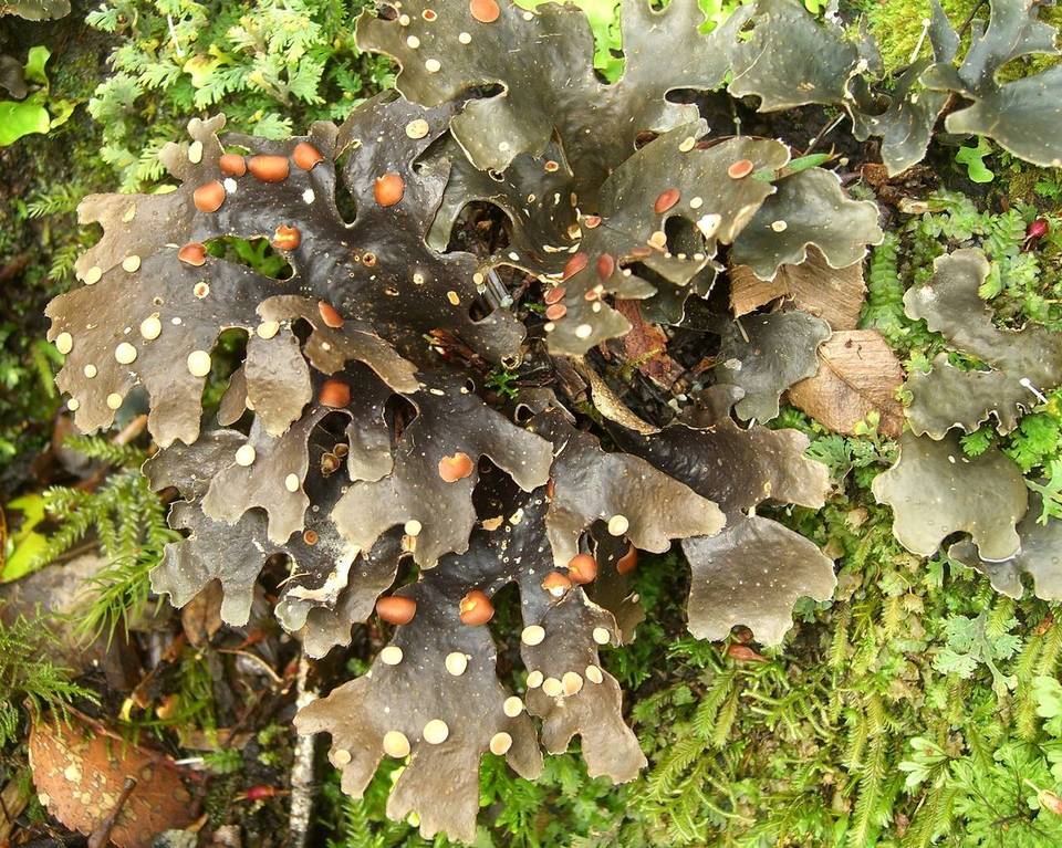 Sticta caulescens image