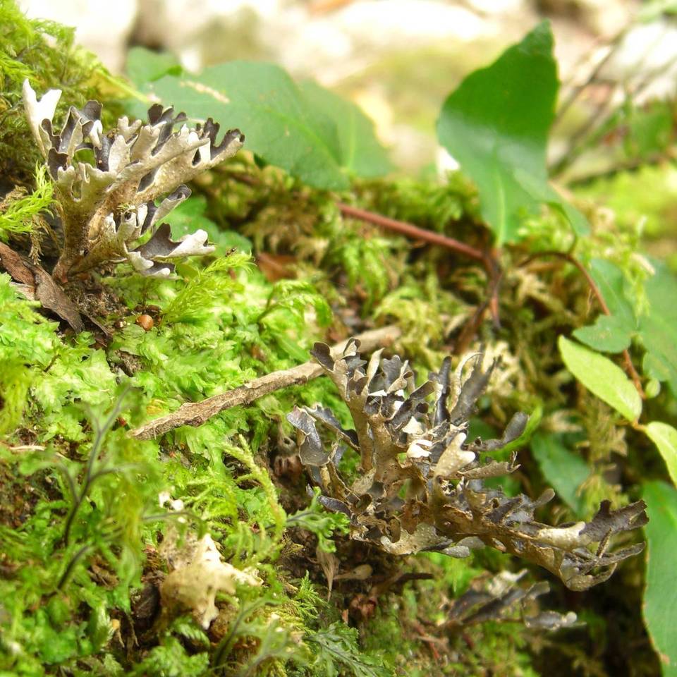 Sticta hypochra image
