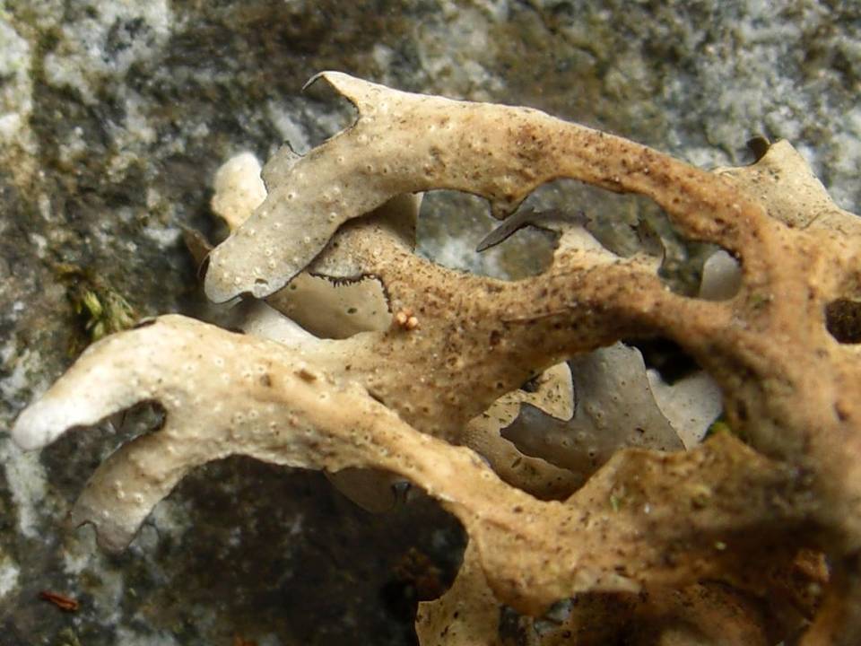Sticta hypochra image
