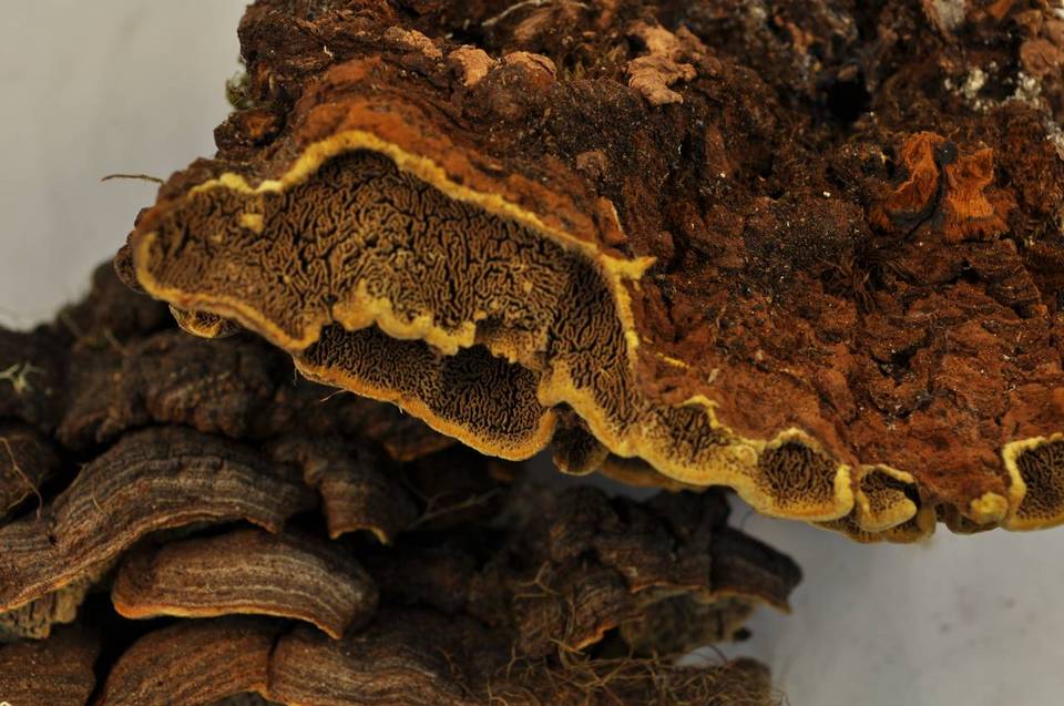 Porodaedalea cancriformans image