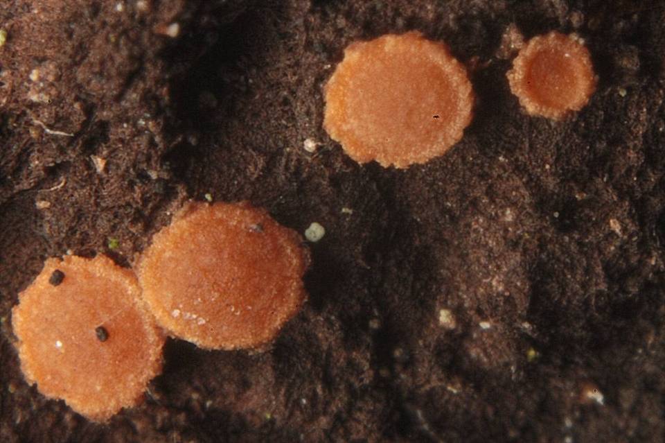 Sarea resinae image