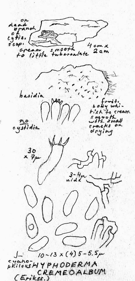 Hyphoderma cremeoalbum image