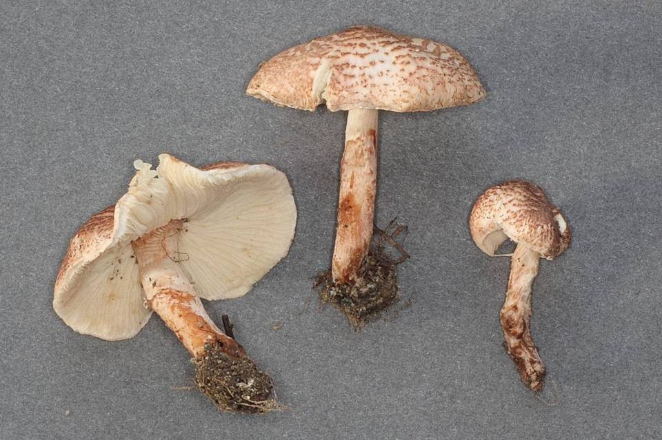Lepiota josserandii image