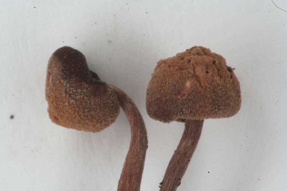 Ripartites serotinus image