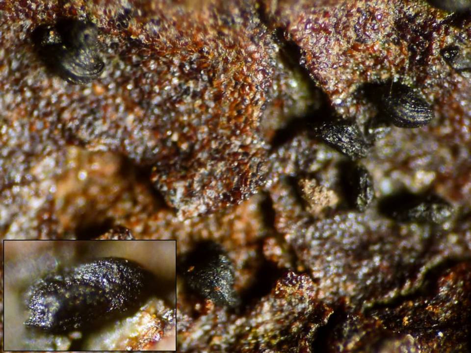 Mytilinidion tortile image