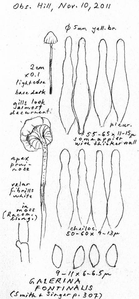 Galerina fontinalis image