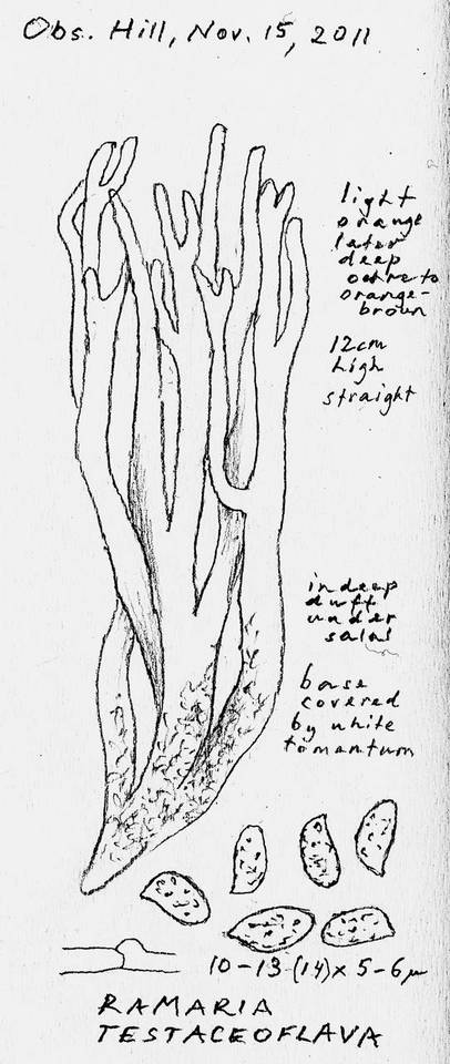 Ramaria testaceoflava image