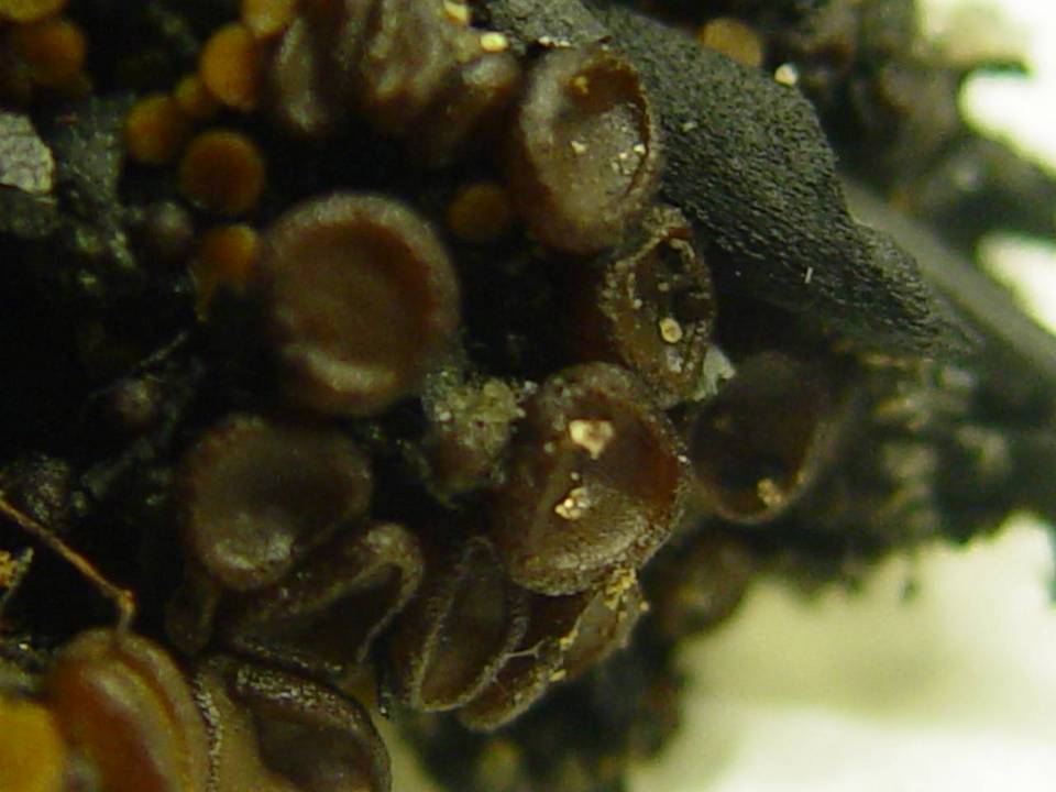 Ascobolus carbonarius image