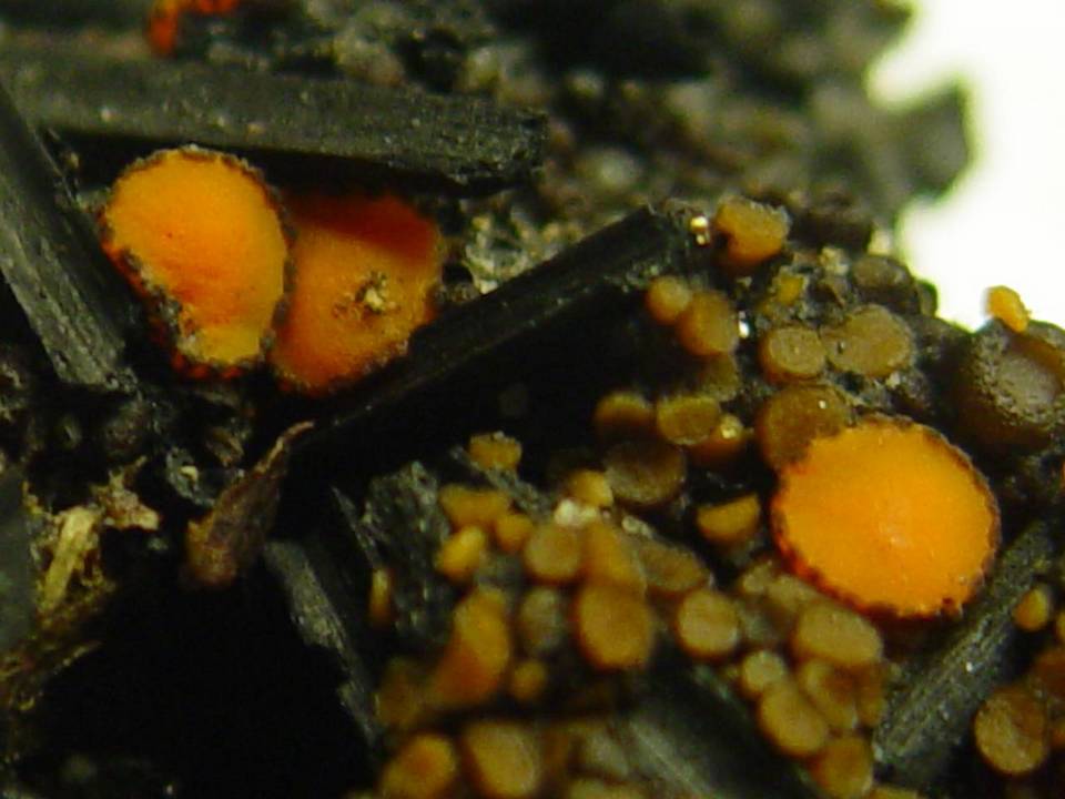 Anthracobia macrocystis image