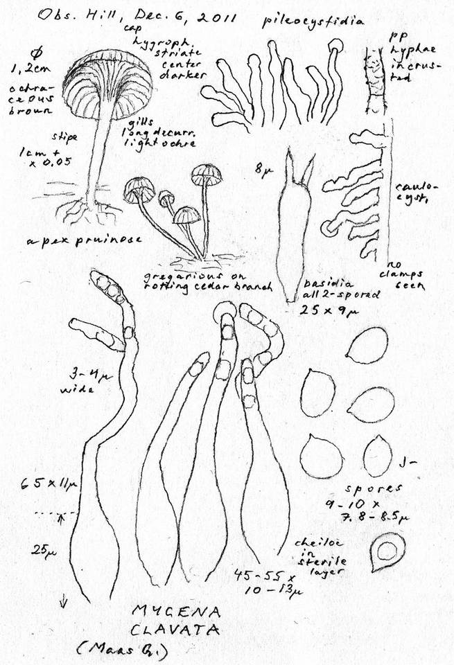 Mycena clavata image