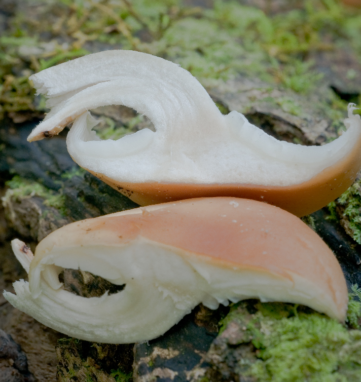 Lentinula lateritia image