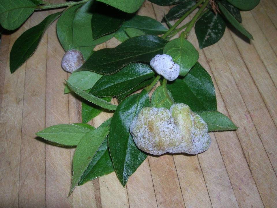 Exobasidium japonicum image