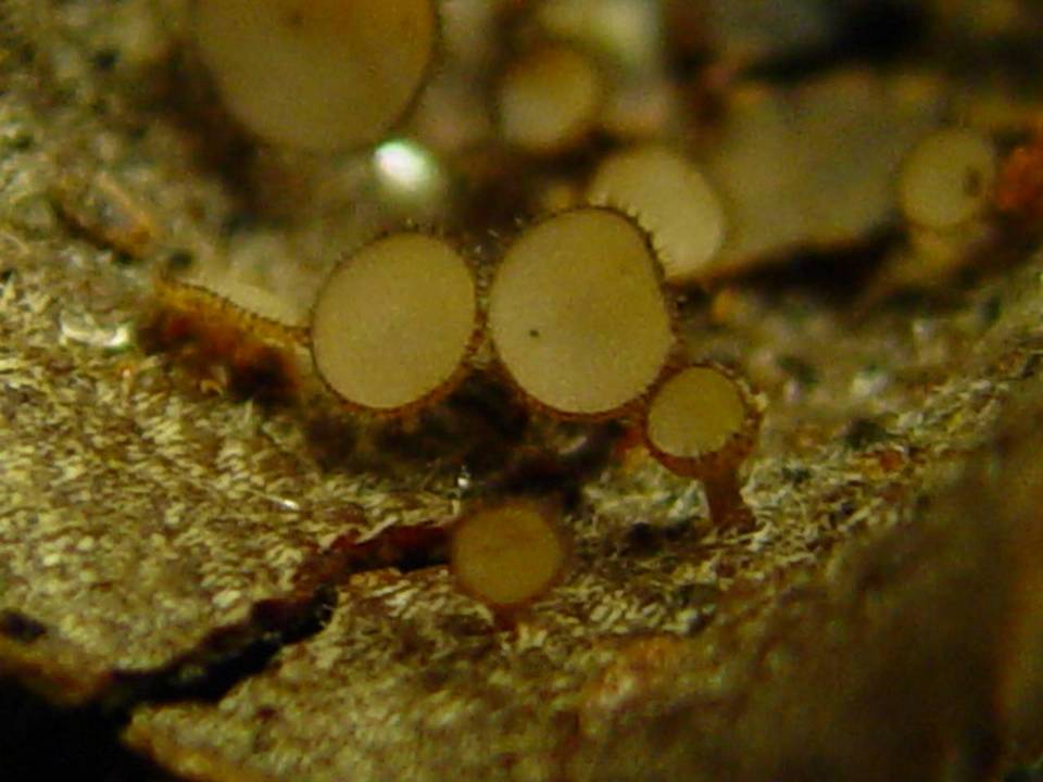 Torrendiella ciliata image