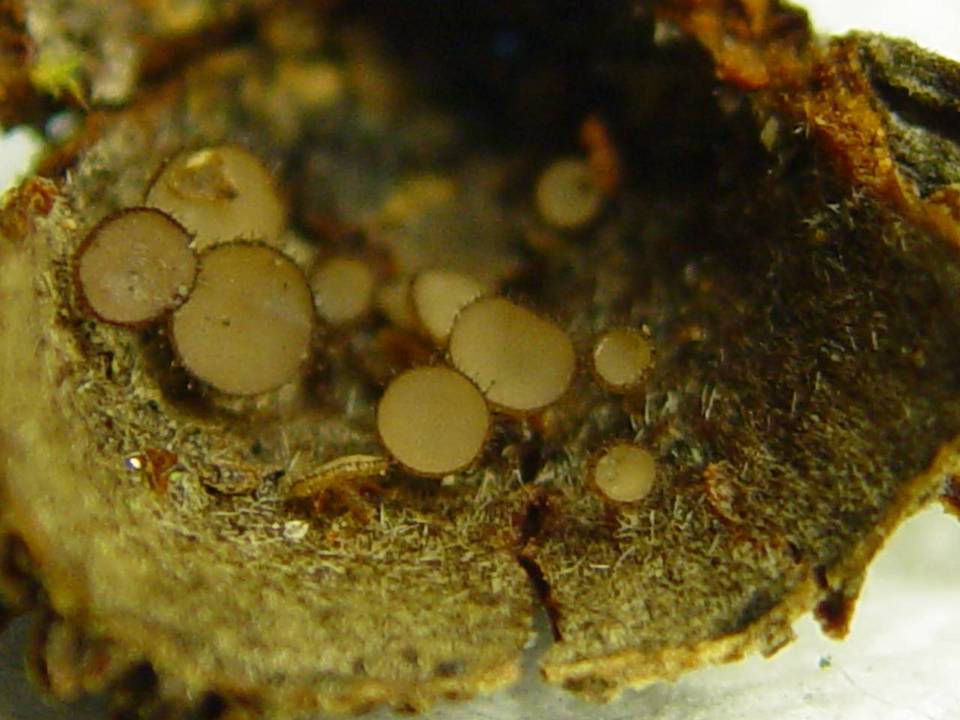Torrendiella ciliata image