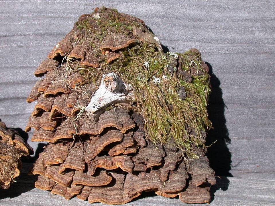 Porodaedalea cancriformans image