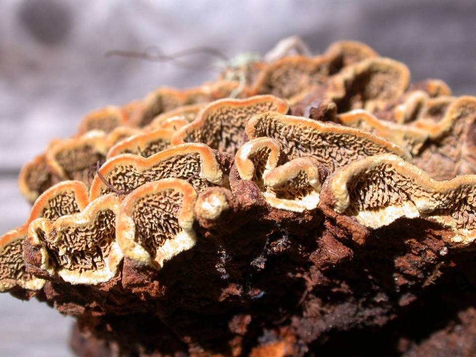 Porodaedalea cancriformans image