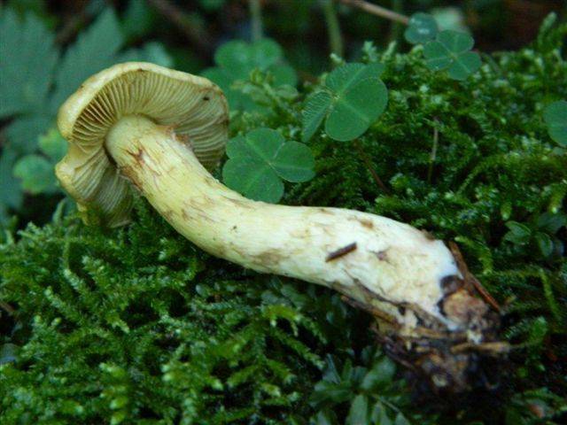 Cortinarius splendens image