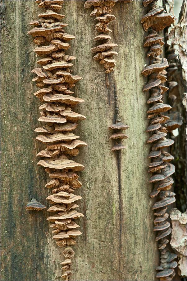 Gloeophyllum abietinum image