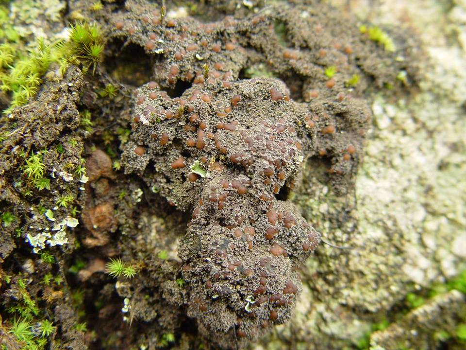 Moelleropsis nebulosa image